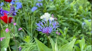 How to Grow amp Care For Mountain Cornflower Centaurea montana  Perennial Garden [upl. by Ymaral672]