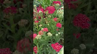 Growing Achillea Tips Paprika Achillea Yarrow Plants Yarrow GardeningTips [upl. by Heppman]