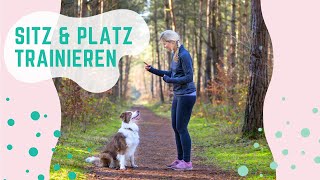 🐶 so bringst du deinem Hund SITZ und PLATZ bei  Schritt für Schritt Anleitung 💡 [upl. by Nerfe]