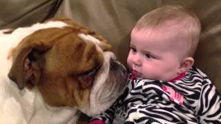 Teddy the English Bulldog gives baby kisses [upl. by Mullins497]