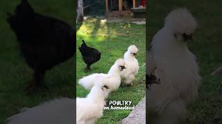 poultry 🐔 on homestead [upl. by Adelaida]