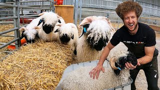 Have you ever seen a sheep take a bath  Swiss Valais Blacknose [upl. by Zerla]