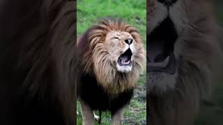 Best Roaring Lion 🔉 animals wildlife lion [upl. by Comptom601]