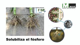 Rise P Micro  Agro Department [upl. by Frechette]