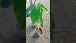 🌿 Guide on how to grow Bignay Seedling in a Backyard Currant Tree or Queensland Cherry  See Comment [upl. by Ecnerat987]