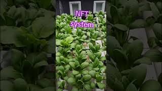 Difference between NFT and DFT hydroponic system hydroponics hydroponicsystem hidroponik [upl. by Einnaj]