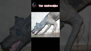 The Chupacabra  Myth or Reality [upl. by Mayrim510]