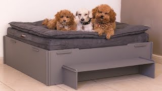 Dogs React To Finding Cats Sleeping In Their Beds [upl. by Brok]