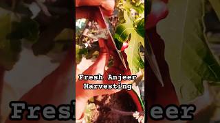 fruit satisfying anjeer agriculture farming terracegarden viralvideo shorts fruitcutting [upl. by Nylsirk]