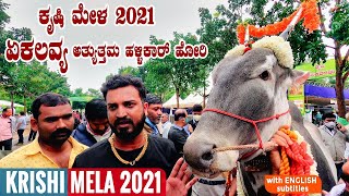 EKLAVYA Top Quality Hallikar Bull Facts by Varthur Santhosh at Krishi Mela 2021 Bangalore Karnataka [upl. by Ellennahc]