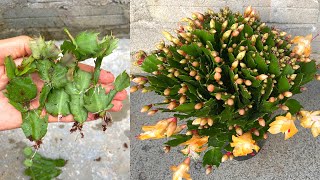 Its easy to propagate Christmas cactus this way And produced thousands of buds [upl. by Ibbetson]