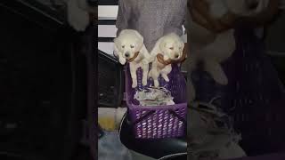 pets doglover trendingshorts puppy voice viralvideo [upl. by Mora]