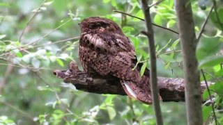 ChuckwillsWidow Antrostomus carolinensis Just Hanging Out on a Limb Boy Scout Woods [upl. by Adriane]