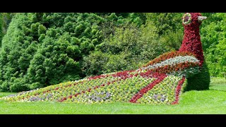 INSEL MAINAU🌼DAS Ausflugsziel am Bodensee  faszinierende Blumeninsel  Natur erleben🌺 Flower Island [upl. by Meeki]