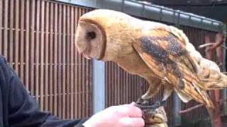 Behind the Scenes Barn Owl Training  California Academy of Sciences [upl. by Achilles]