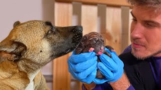 Helping My Pregnant Foster Dog Give Birth To Identical Puppies [upl. by Zetnwahs]