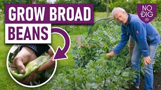 Growing Broad Beans A Complete Guide from Autumn to Spring Planting [upl. by Pinebrook]