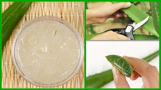 How to Make Aloe Vera Gel at Home  Easiest Way [upl. by Gaudette]