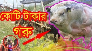 Bangla Funny Video । কোটি টাকার গরু । New Video 2017 । Mojar Tv [upl. by Ratha961]