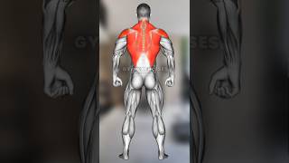 Build your back backexerciseswithdumbells backexercises back exercises  back workout [upl. by Cesar]