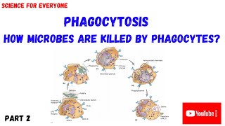 PHAGOCYTOSIS  Intracellular Digestion  PART 2 [upl. by Farah136]