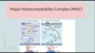 Major Histocompatibility Complex MHC HLA complex [upl. by Hanaj]