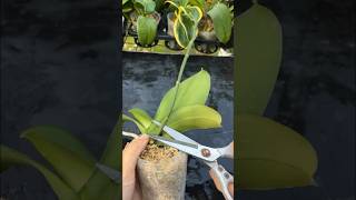 Growing Phalaenopsis orchids is easy and blooms quickly plants garden [upl. by Clifton]