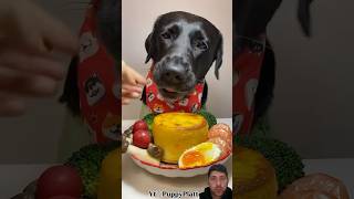 eating food dogs mukbang dog [upl. by Niessuh]