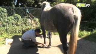 Soigner les chevaux  devenir vétérinaire Équin [upl. by Gertrudis]