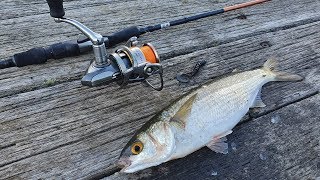 How to Catch MULLET with Soft Plastics [upl. by Llennahs]