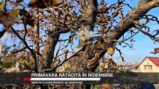 Primăvara rătăcită în noiembrie meri în floare înainte de ninsoare [upl. by Edbert]