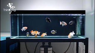 Setting up my NEW GOLDFISH TANK  Part 2 Adding New Fish 兰寿金鱼入缸 [upl. by Etnuhs]