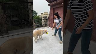 Cute dog 🐶 playing with ball 🥎 shortvideo video trending [upl. by Robillard]