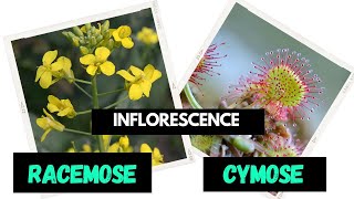 Inflorescence  Racemose  Cymose  Difference between Racemose and Cymose [upl. by Prudence]