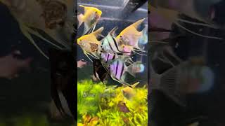 Types of Freshwater Angelfish  Juveniles Feeding [upl. by Mareld616]