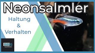 Der Neonsalmler  Paracheirodon innesi  Wie man ihn hält damit er sich wohl fühlt  BiBiG [upl. by Davenport]