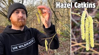 Hazel Catkins A Winter Wild Food [upl. by Mungo55]