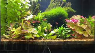 18 Essential elements for bacteria and aquarium plants [upl. by Olracnaig493]