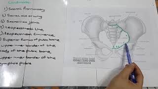 8 Landmarks of Pelvis Explained [upl. by Kelila]