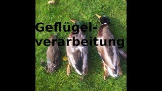 Wildenten rupfen mit der Rupfmaschine und küchenfertig machen [upl. by Seagrave]