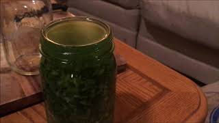 the mythical 12 fresh mullein leaf tincture …with michigan herbalist jim mcdonald [upl. by Sherrer]