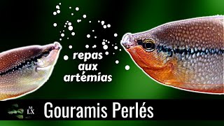 MES GOURAMIS SONT FOUS DARTÉMIAS [upl. by Petulah781]