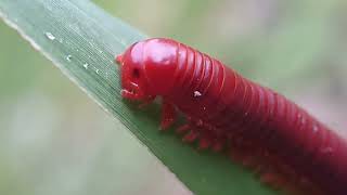 Millipede kaki seribu luwing [upl. by Florida]