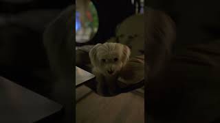 bichonmaltes caniche cutebaby doglover كانيش صغير 🐶 [upl. by Laresa808]