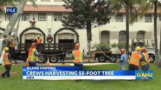 Honolulu City Lights’ Christmas tree gets prepared for lighting [upl. by Carli]