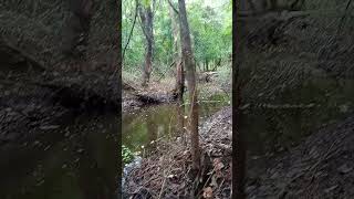 Creek Flowing Trough My Property creeklife creekside creek waterflow nature countrylife [upl. by Judi]