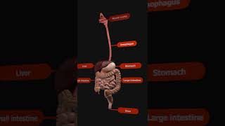 Digestive System overview with Animation [upl. by Suraved]