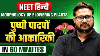 Morphology of Flowering Plantsपुष्पी पादपों की आकारिकी in 60 Minutes  NEET हिंदी [upl. by Pelagias697]