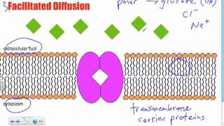 Bio B10  Facilitated Diffusion Passive Transport [upl. by Aneel312]