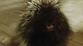 Quilbert the Talking Porcupine [upl. by Yema770]